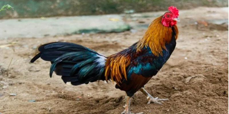 Các giai đoạn chính trong cách nuôi gà đá tới pin