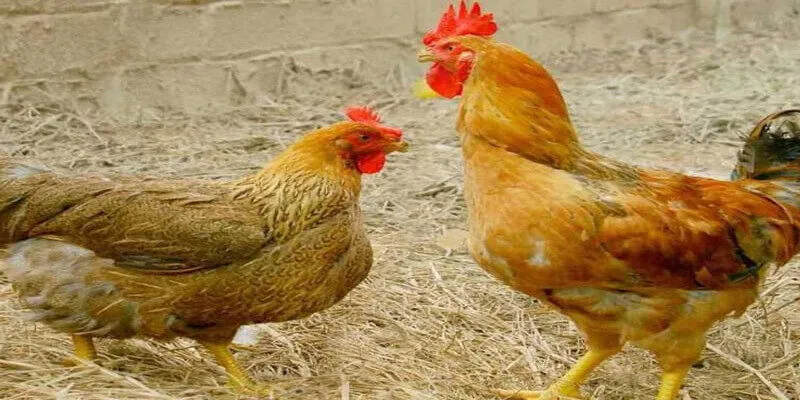 Gà con bị yếu hoặc nặng bụng